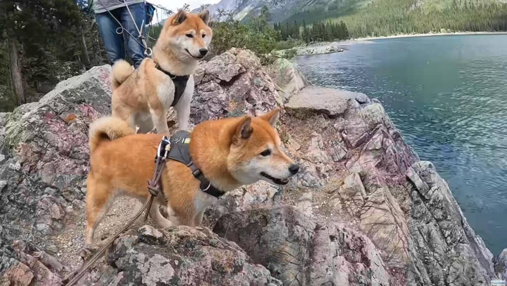 2匹はリスに夢中です
