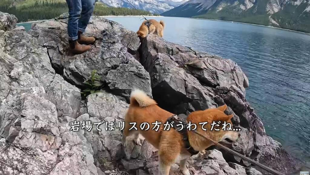 リスの方がうわてだったようです