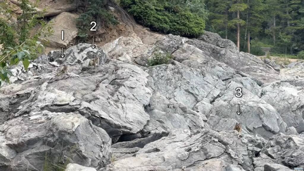 リスの大群と遭遇!