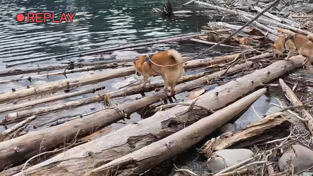 突然ナラちゃんがサスケ!?