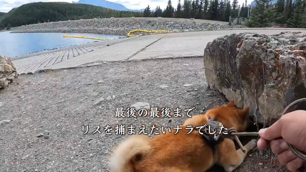 最後の最後までリスに夢中なナラちゃん