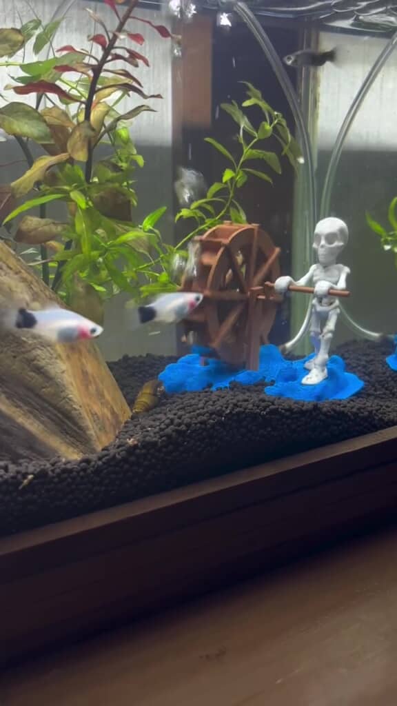 カラフルなメダカたちが暮らす水槽