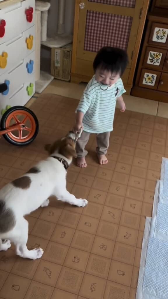 引っ張り合いっこ!
