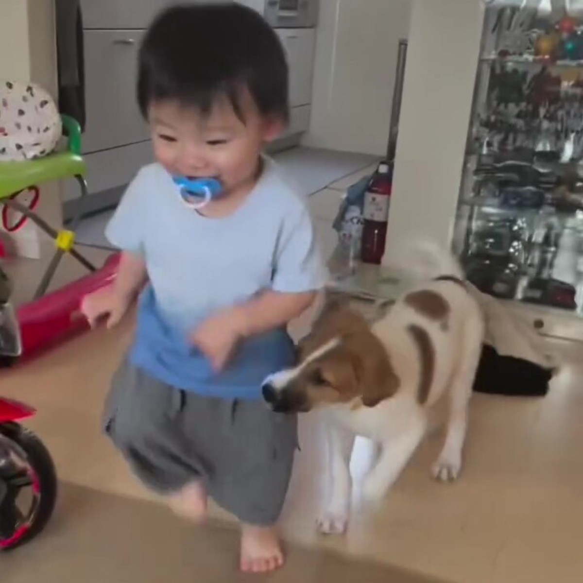 赤ちゃんのころから一緒に育った保護犬と孫→2年後の光景に「かけがえのない相棒」「涙が止まりません」と100万再生(1/3) | 育児 ねとらぼ