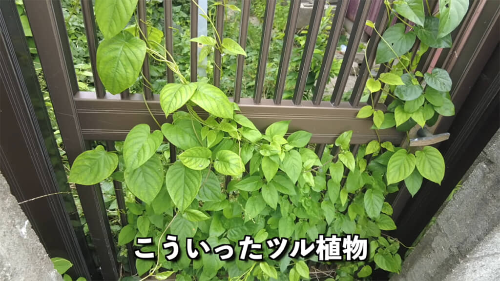 ツル植物はよく見かける植物ですが、放置してはいけないそうで……?