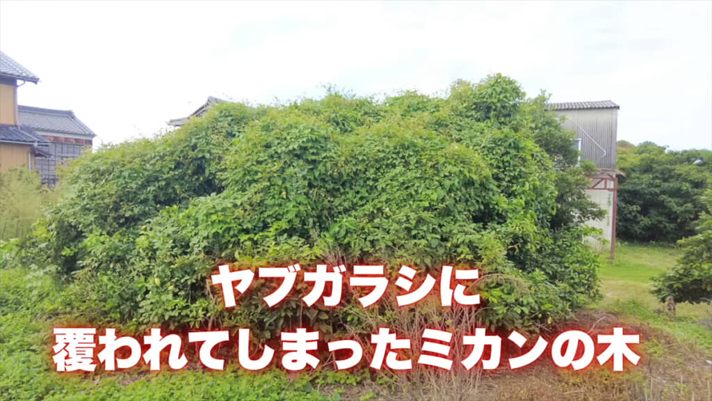 ヤブガラシに覆われてしまったミカンの木