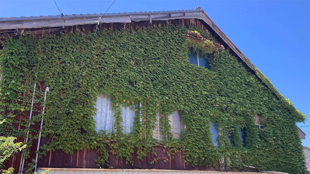 「気根」を出すツル植物の場合、外壁などにダメージを与えてしまいます