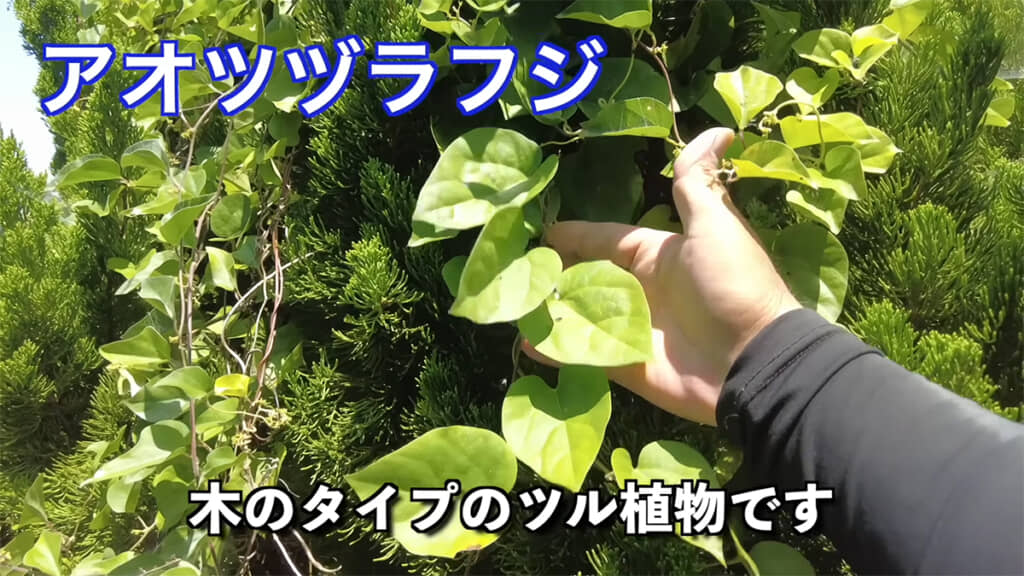 まずは「アオツヅラフジ」を駆除します