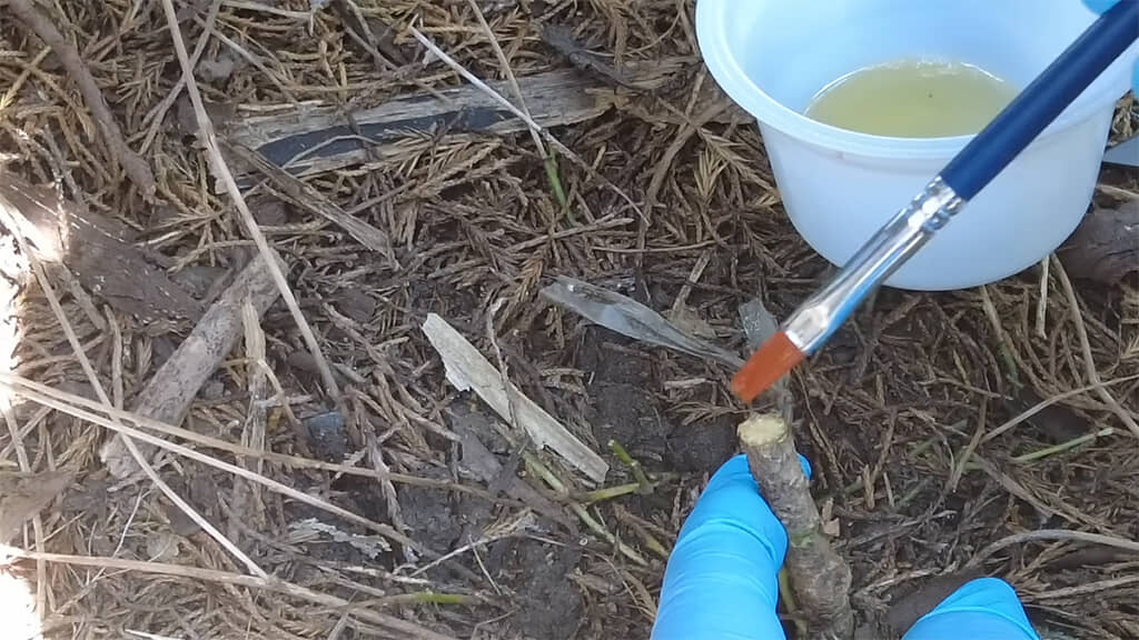 筆を使って、切り口に除草剤を塗ります