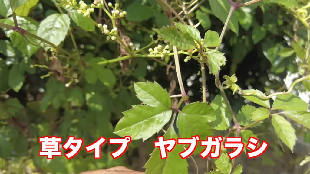 厄介なツル植物「ヤブガラシ」