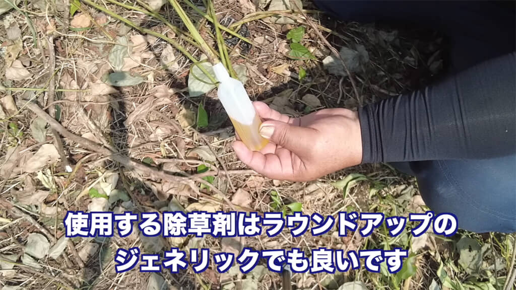 ヤブガラシなど地下茎があるツル植物の場合は、ツルから除草剤を吸わせます