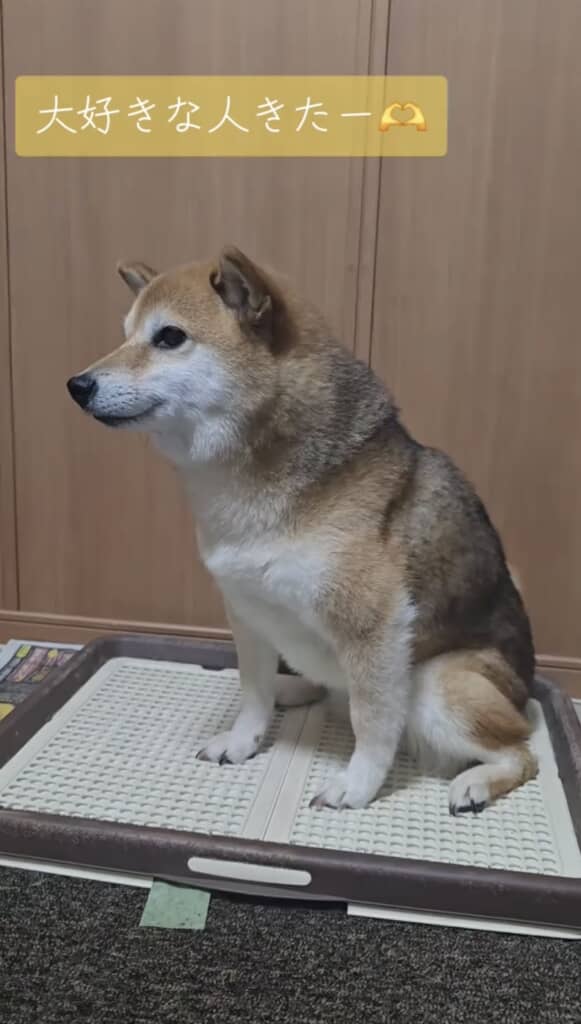 大好きな人が来ると自らトイレへ