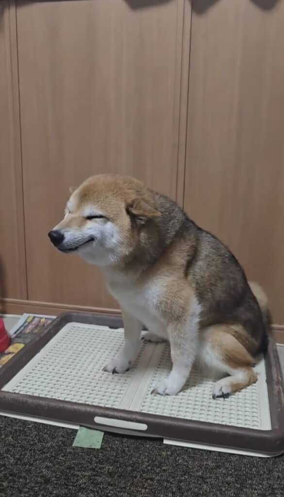 喜びがあふれちゃってます