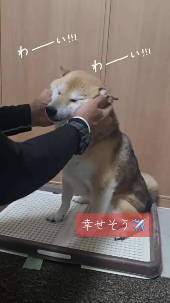 待望のわしゃわしゃタイム