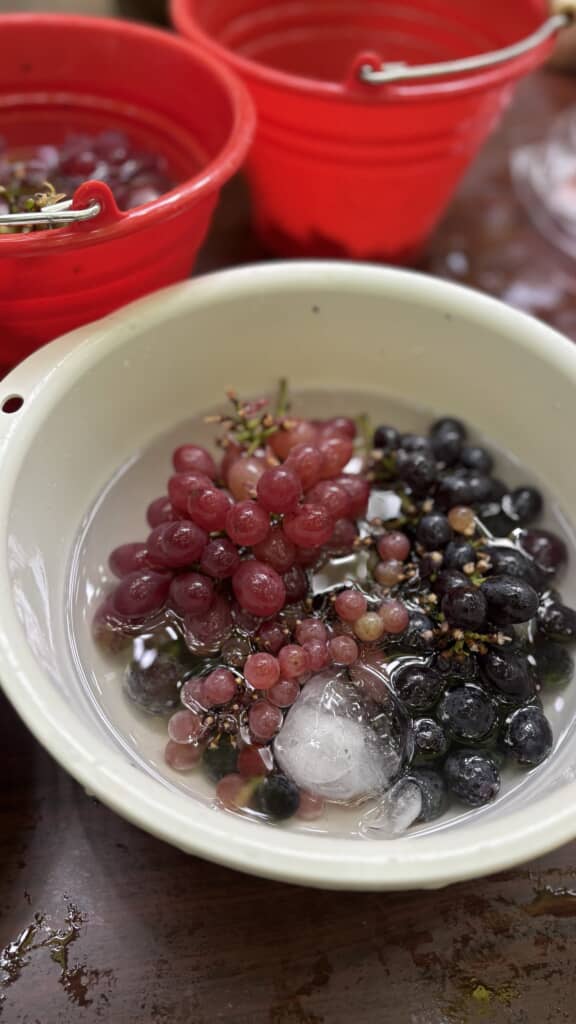 おいしそうなぶどう