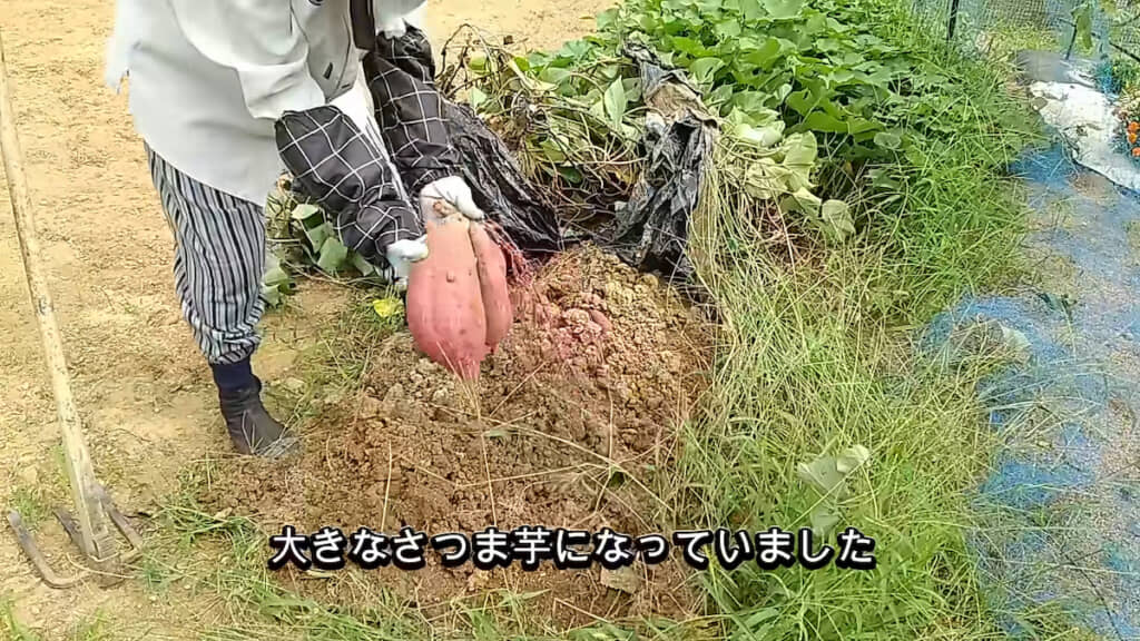 試しに紅はるかを掘ってみると……