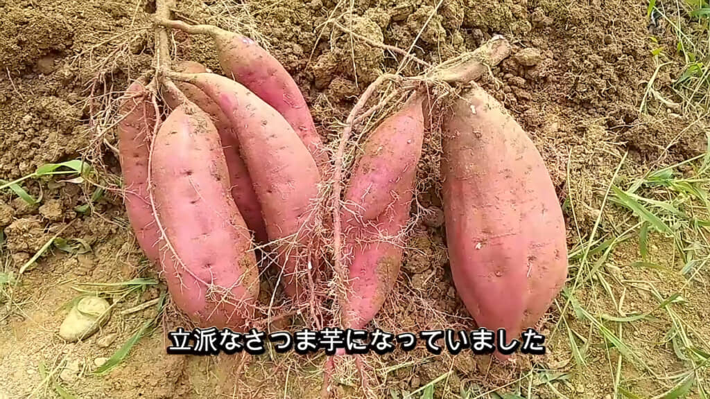 2株とも大きい！