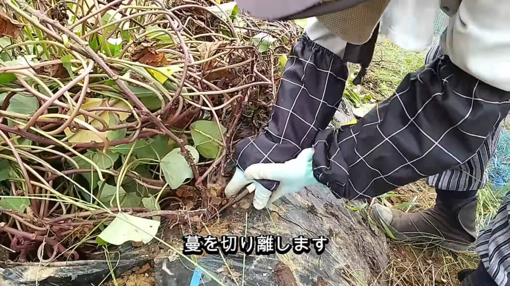 ツルを切り離す