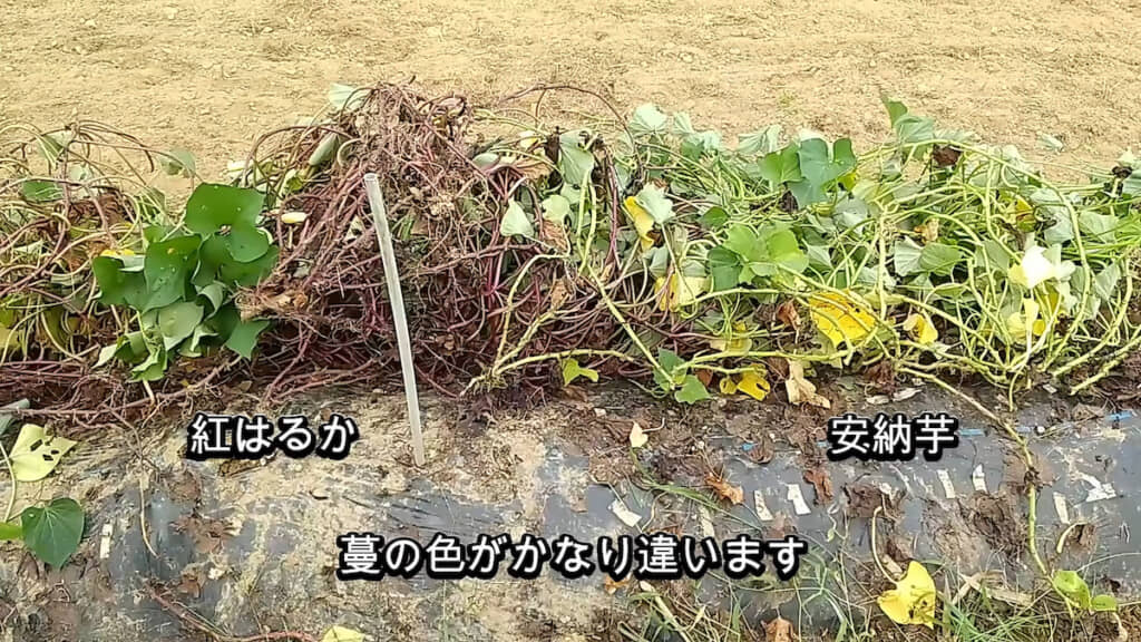 紅はるかと安納芋のツルの色がかなり違う