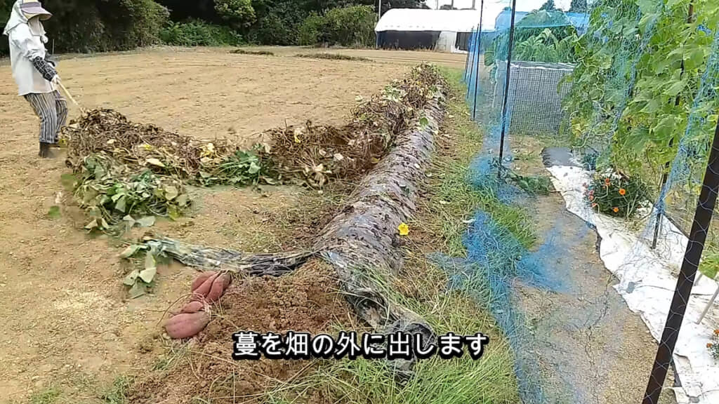 切り離したツルは畑の外へ出す