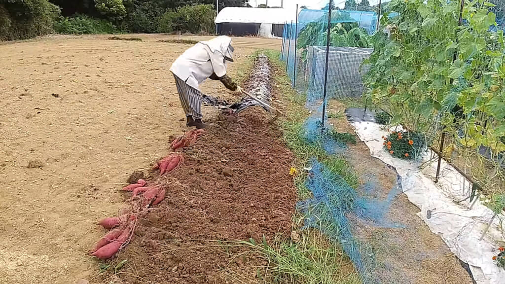 紅はるかをクワで掘り起こしていく