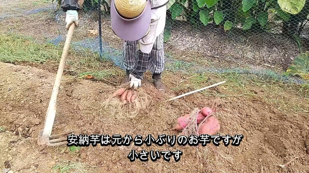 紅はるか（右）よりも小ぶりの安納芋（左）