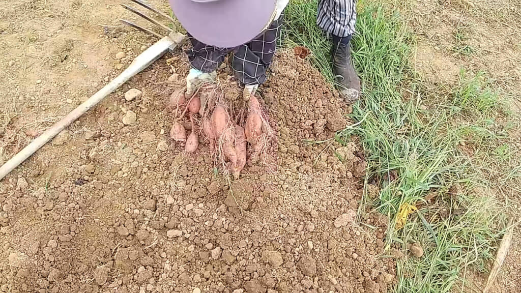 小ぶりだけど1株にたくさん