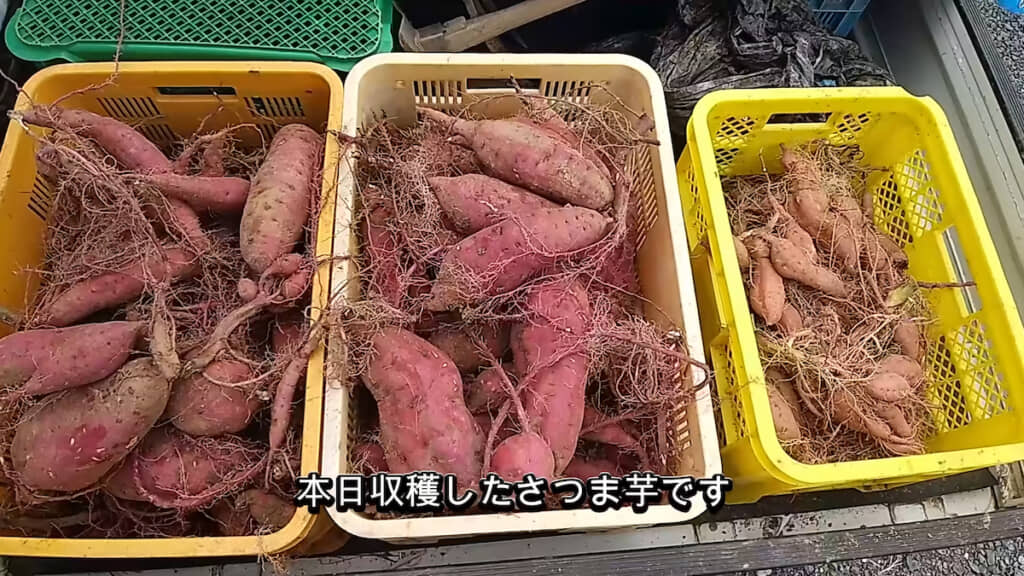 この日の収穫