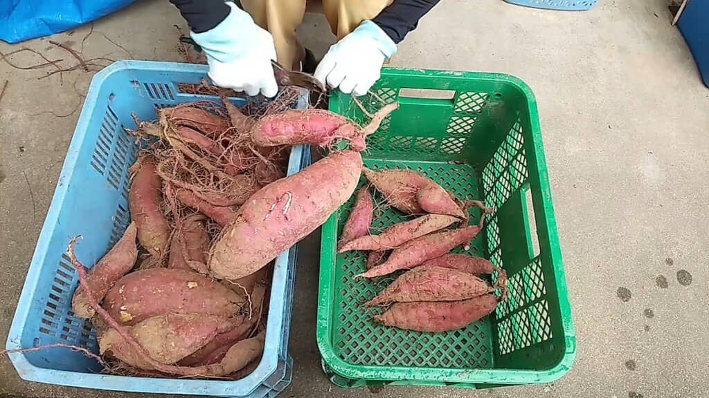 余分なツルや根を取り除く