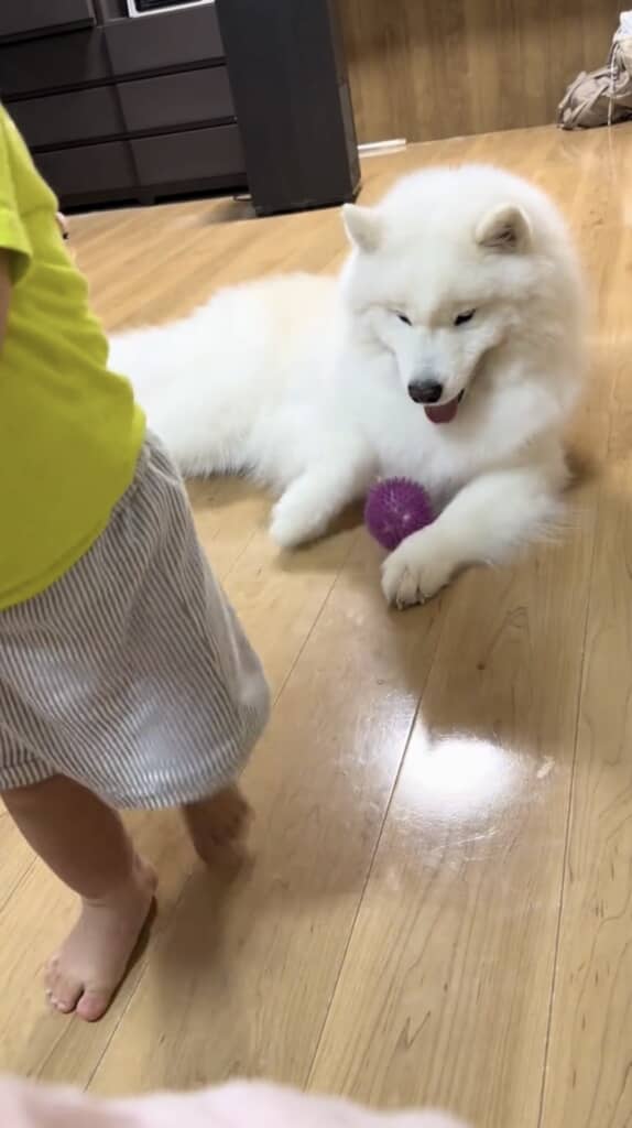 ニコニコ！　お気に召してくれたと思ったら……