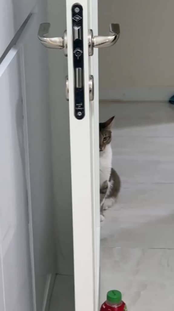 身動きせずにパパと赤ちゃんをじっと見ています