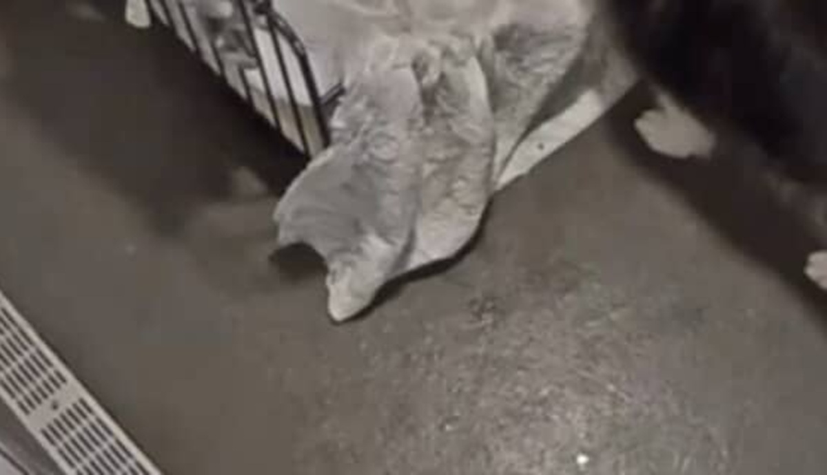 ペットホテルに預けた愛犬を見守りカメラでのぞいたら……「えええ！」　6200万再生の光景に「超泣いた」「ここで働かせてください！」【海外】（1/2） | 犬 ねとらぼ