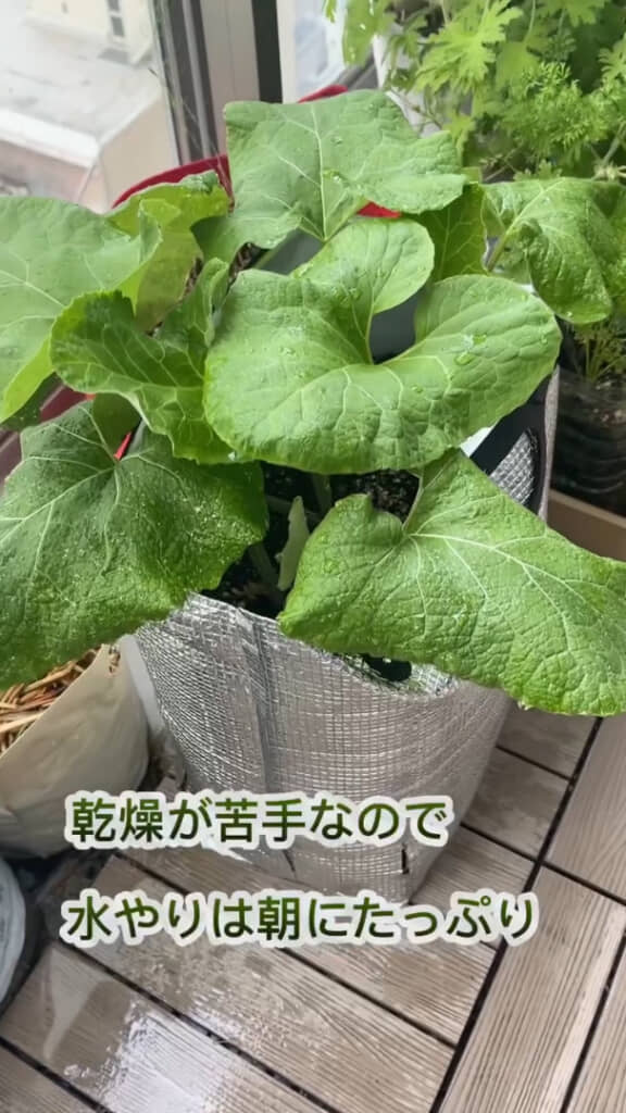どんどん立派に成長