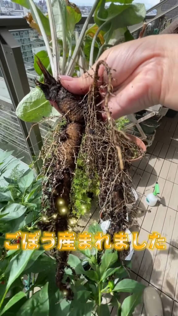 収穫できたごぼう