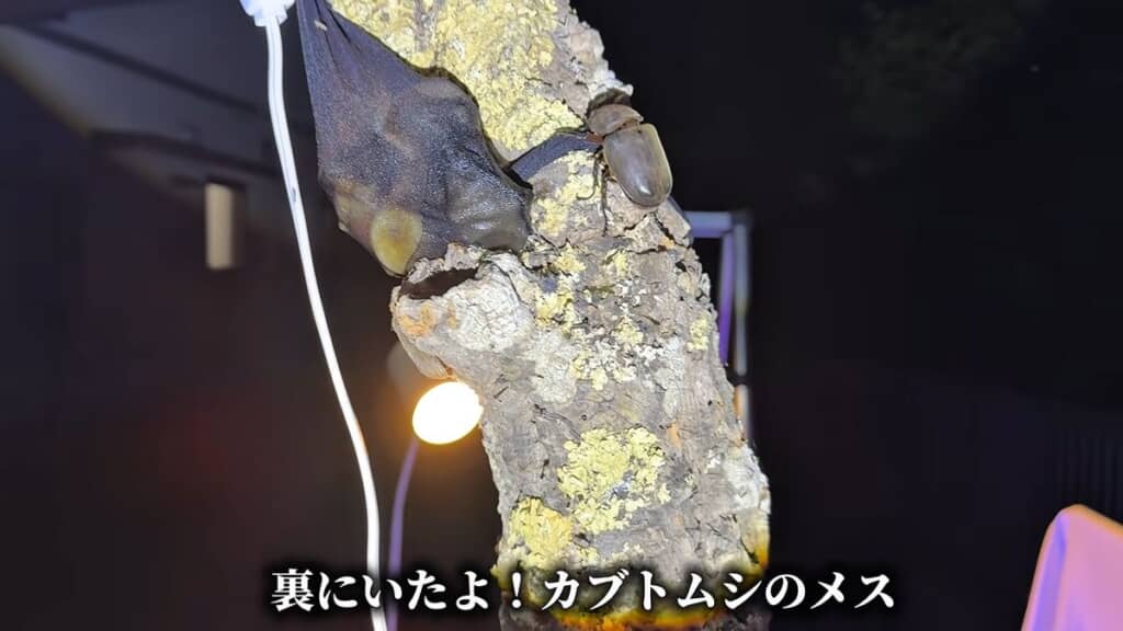 自作の木に寄ってきたカブトムシのメス