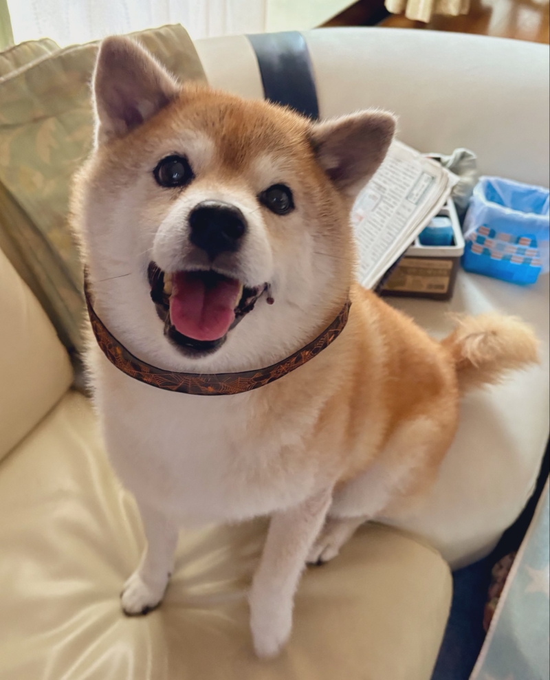 きゃわわ!