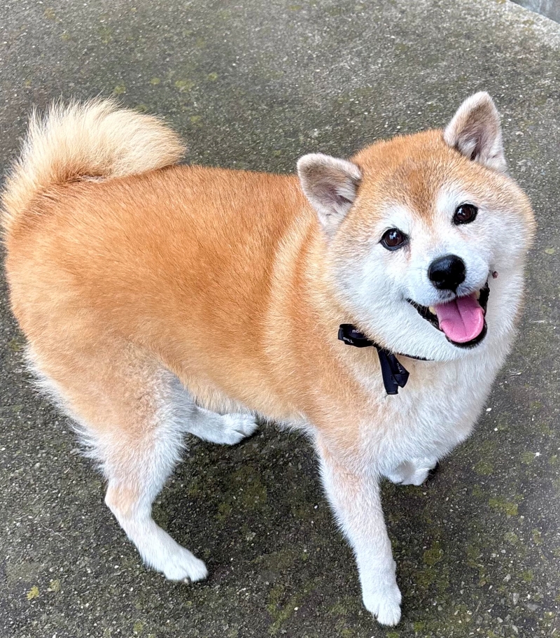 湿気をたっぷり吸い込んでふっくらしています