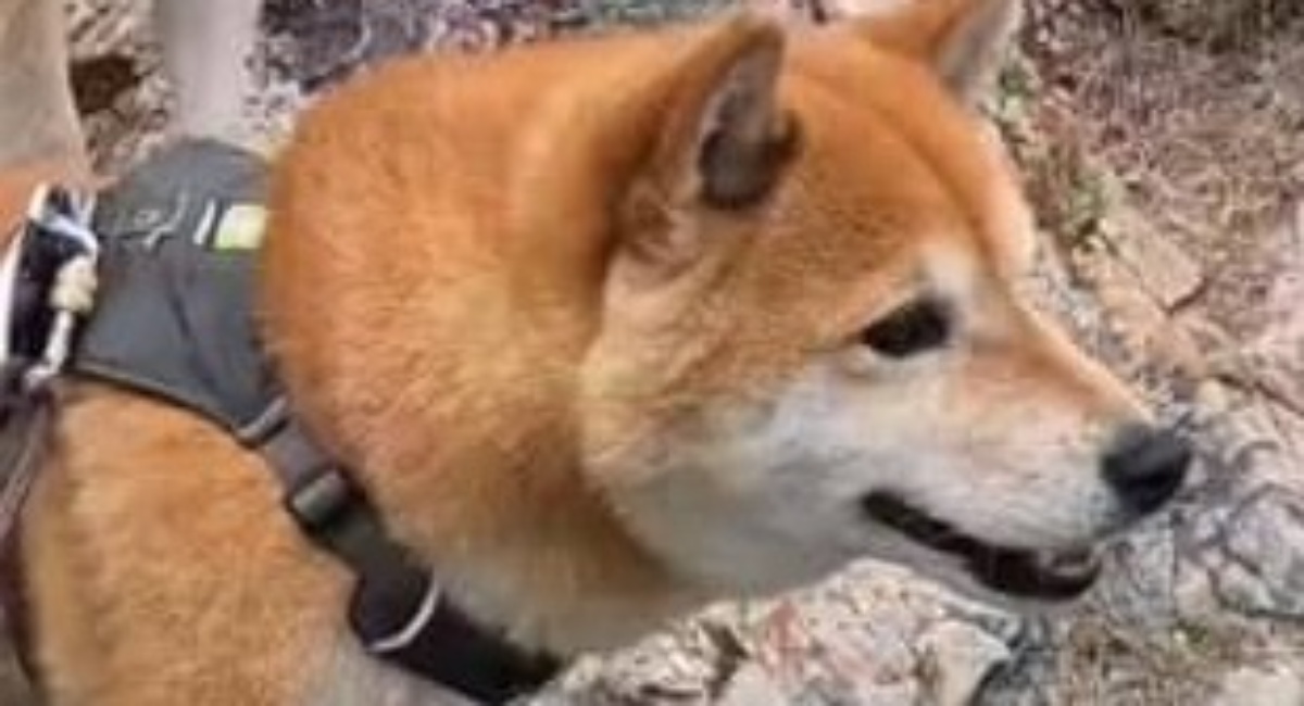 散歩中、愛犬が見つけたのは…… 「人間が勝てる気がしない」目を疑う“大群”に「感激!スゴイよ!」(1/3) | 犬 ねとらぼ