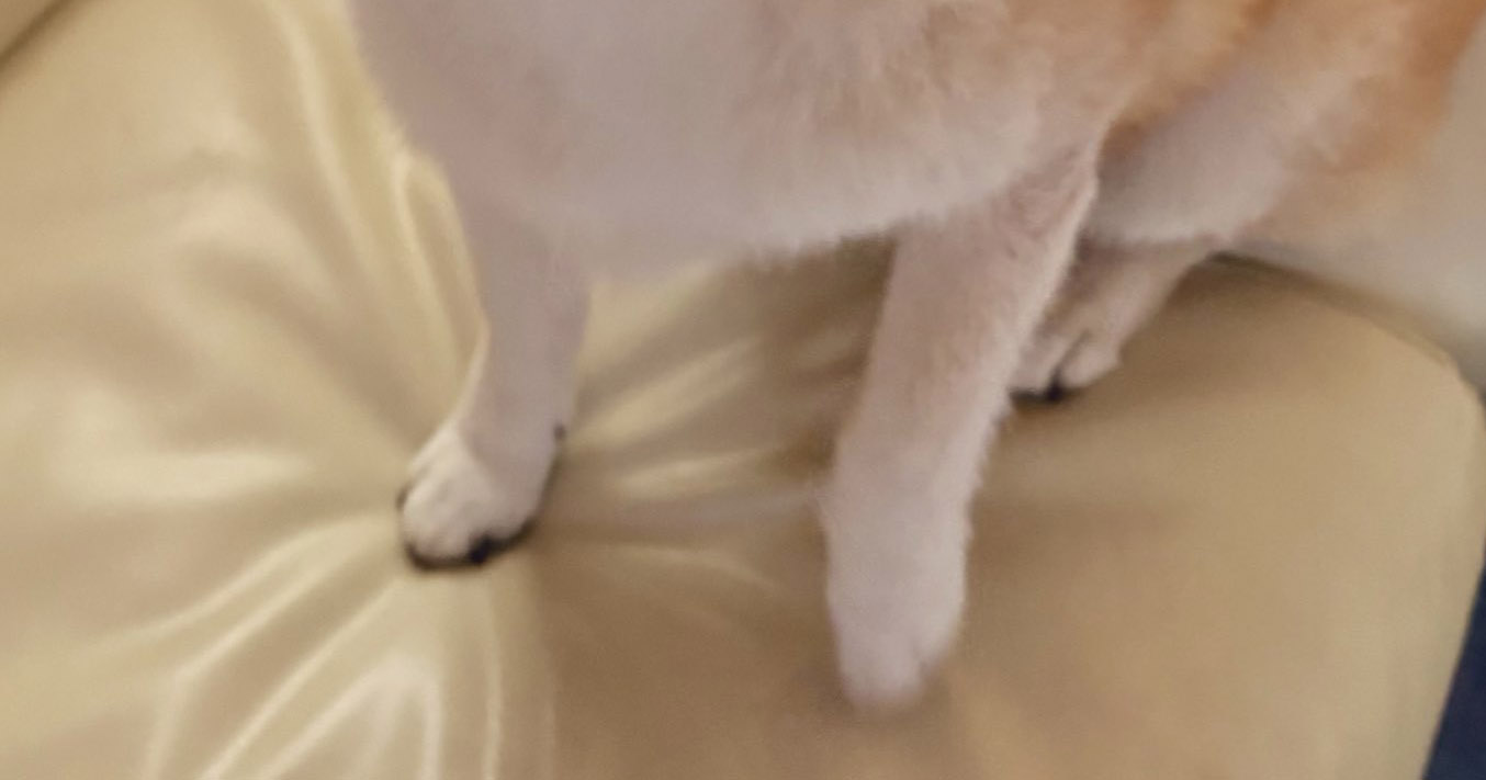 散歩中、オバちゃんに「あんたカワイイ顔してるねぇ」と褒められた柴犬→納得の姿に「私も一目惚れ」「べっぴんさんだもんね」（1/3） | 犬 ねとらぼ