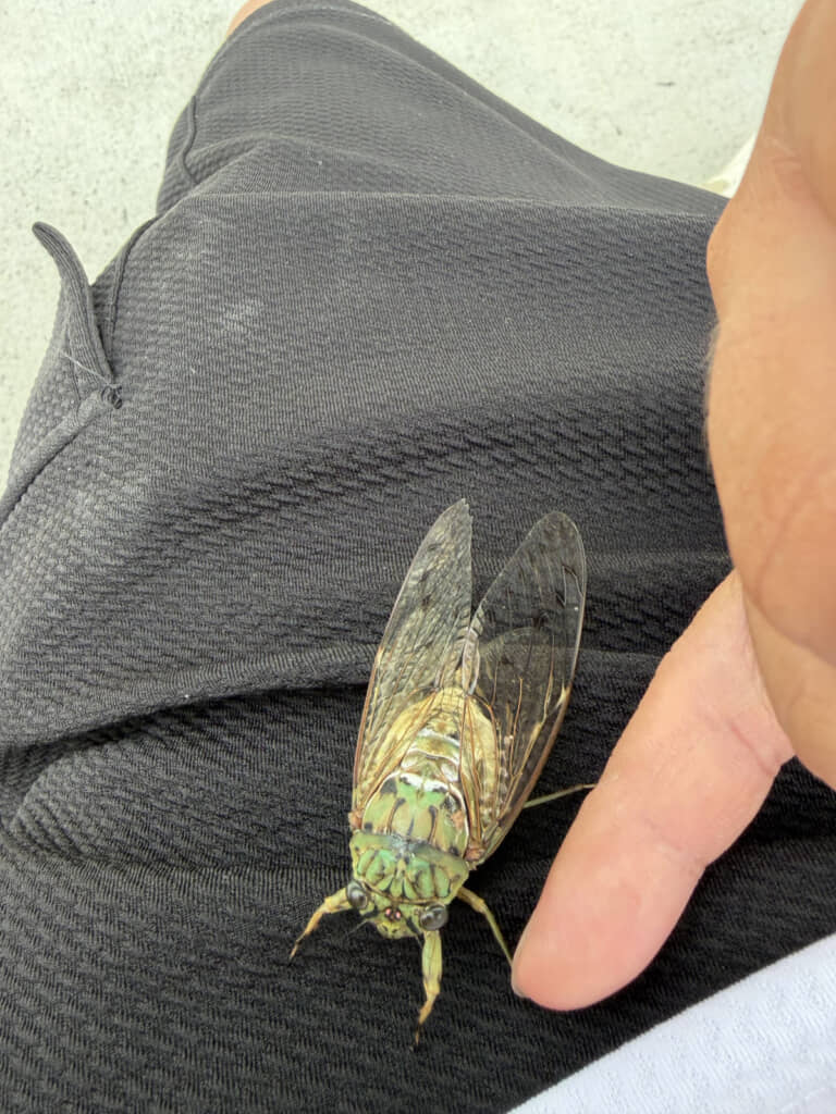 投稿者さんによると、見つけた時点で「飛べないくらい弱ってた」とのこと