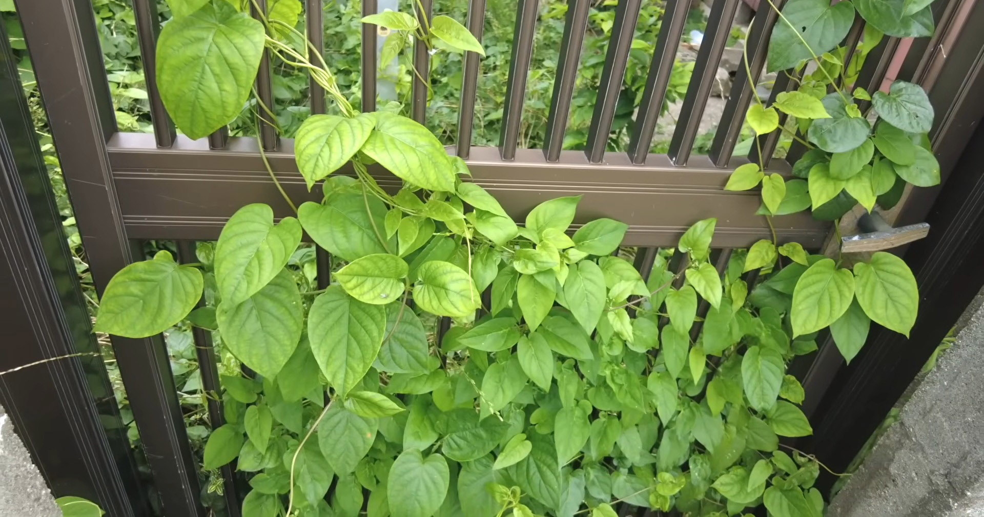 家を飲み込むツル植物、放置しないで！　目からウロコの撃退方法に「こんなやり方があったのか」「早速やってみます」（1/3） | ライフハック ねとらぼ