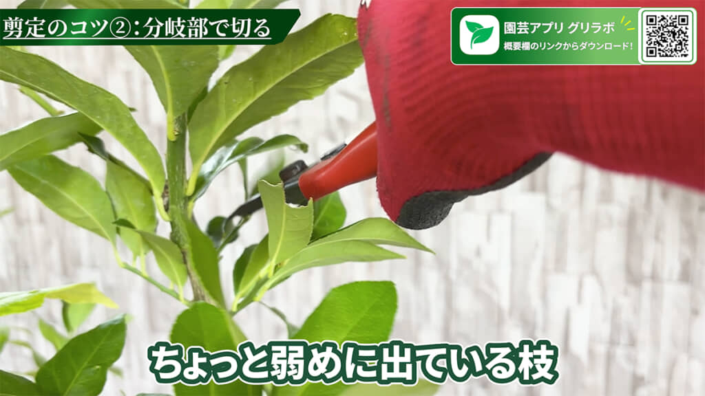 弱めに出ている枝の上で切ります
