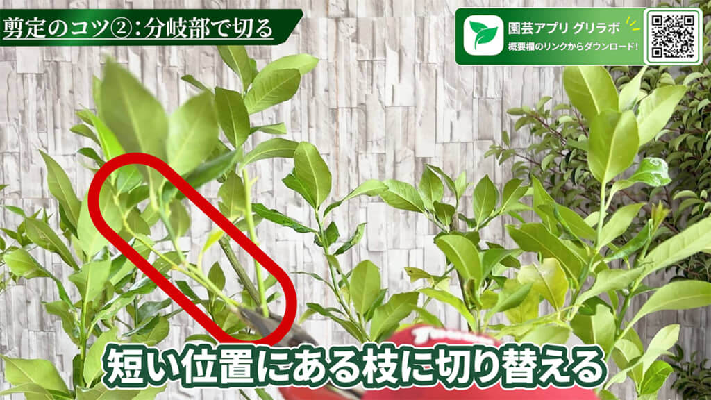 高い位置の枝は低い位置の枝に切り替えます