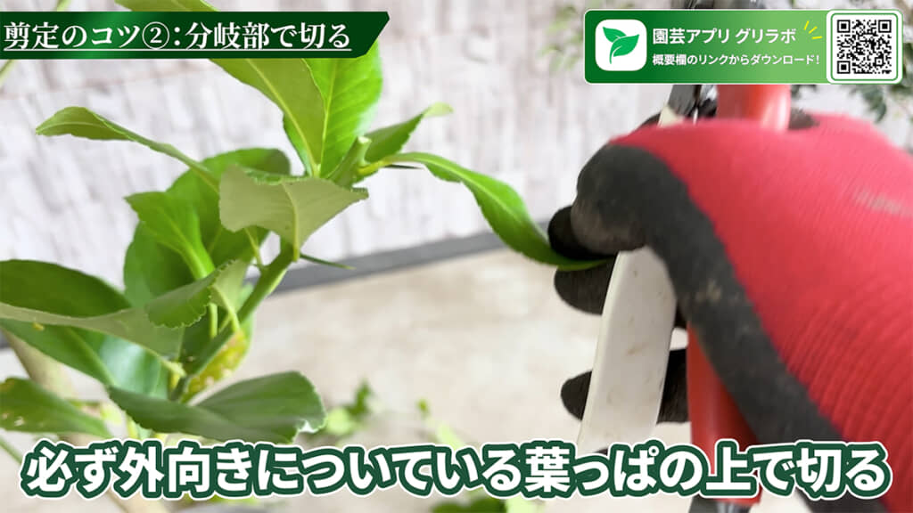 外向きに付いている葉の上で切るようにします