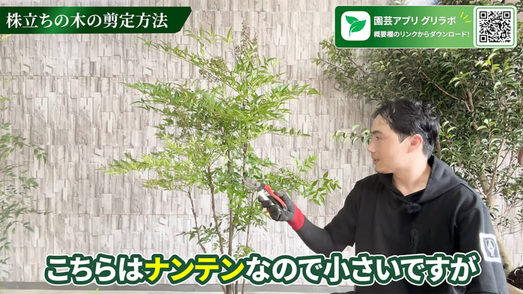 株立ちの木の剪定方法です