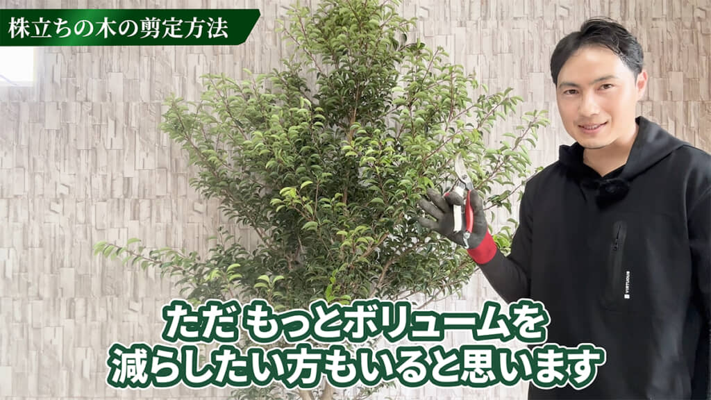 クロガネモチの剪定を行います