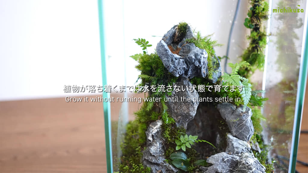 植物が落ち着くまでは水を流さず、そのまま育てます
