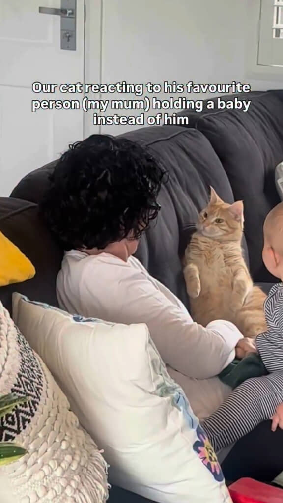 大好きな人が赤ちゃんを抱っこしていたときの猫の反応