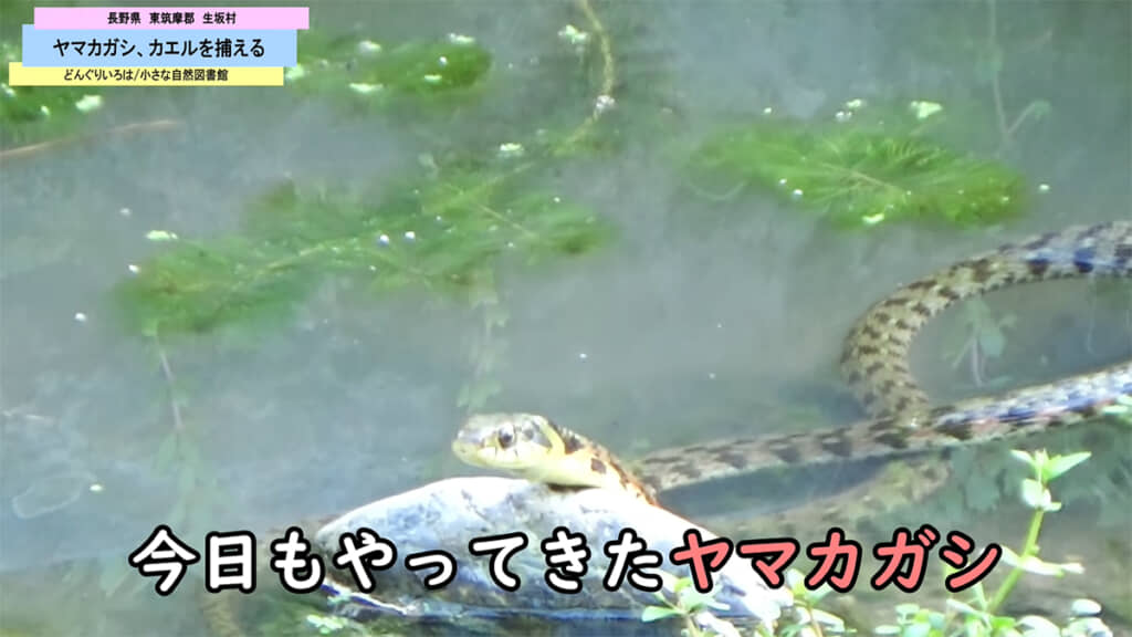 強い毒を持つヘビ・ヤマカガシ