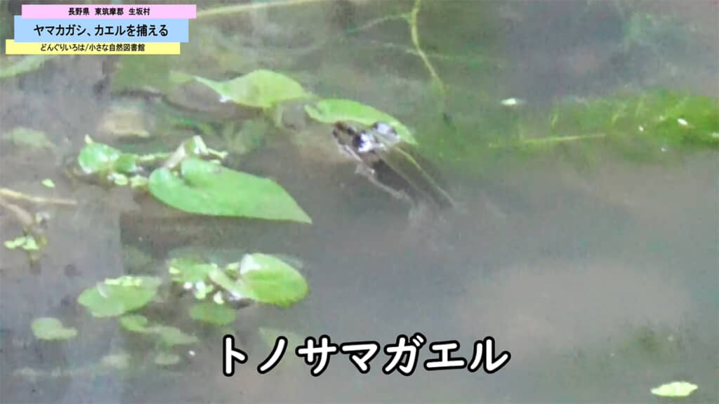 ヤマカガシはトノサマガエルを狙っていました